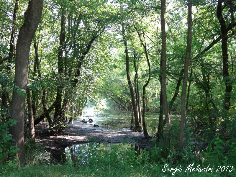 Oasi di Punta Alberete -Ravenna-